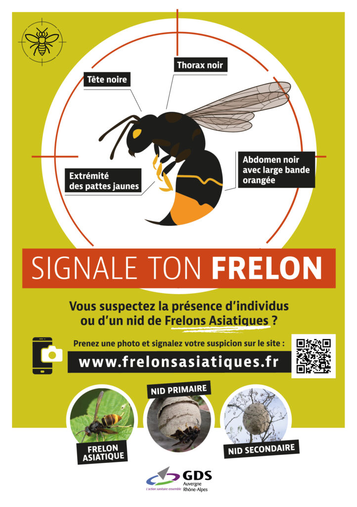 image : le frelon asiatique est de retour
