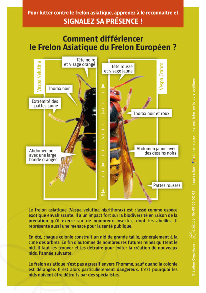 image : comment différencier le frelon asiatique du frelon européen